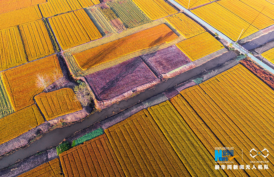 金秋清晨云蒸霞蔚 稻田深處蟲草鳴