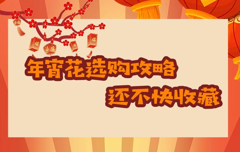 年宵花選購攻略，還不快收藏