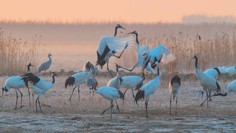 世界濕地日｜丹頂鶴，濕地中的美麗“精靈”