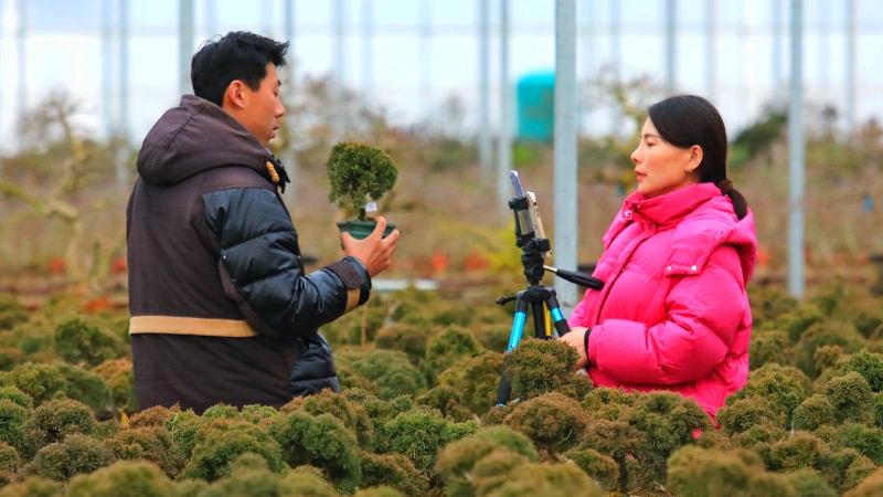 江蘇沭陽：不負好春光 花農勞作忙