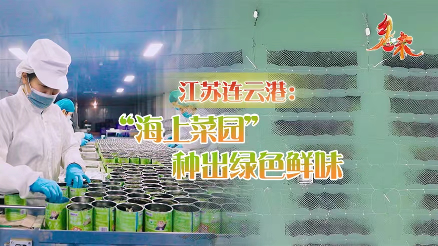 鄉味｜江蘇連云港：“海上菜園”種出綠色鮮味