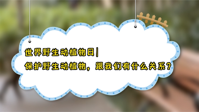 世界野生動植物日|保護野生動植物，跟我們有什么關系？