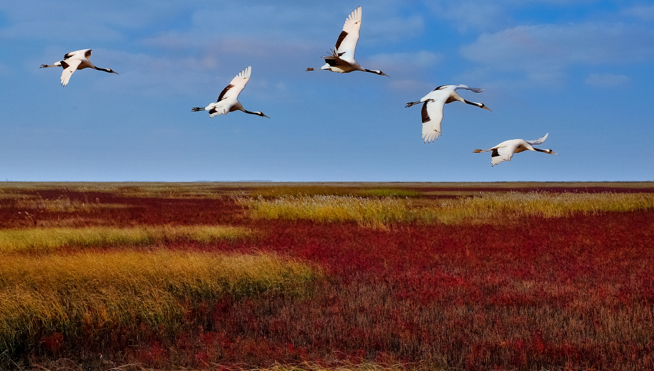 滄海桑田鳥類天堂，這里的灘涂美如畫！