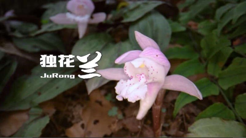 獨花蘭綻放！一起圍觀我國獨有的野生植物