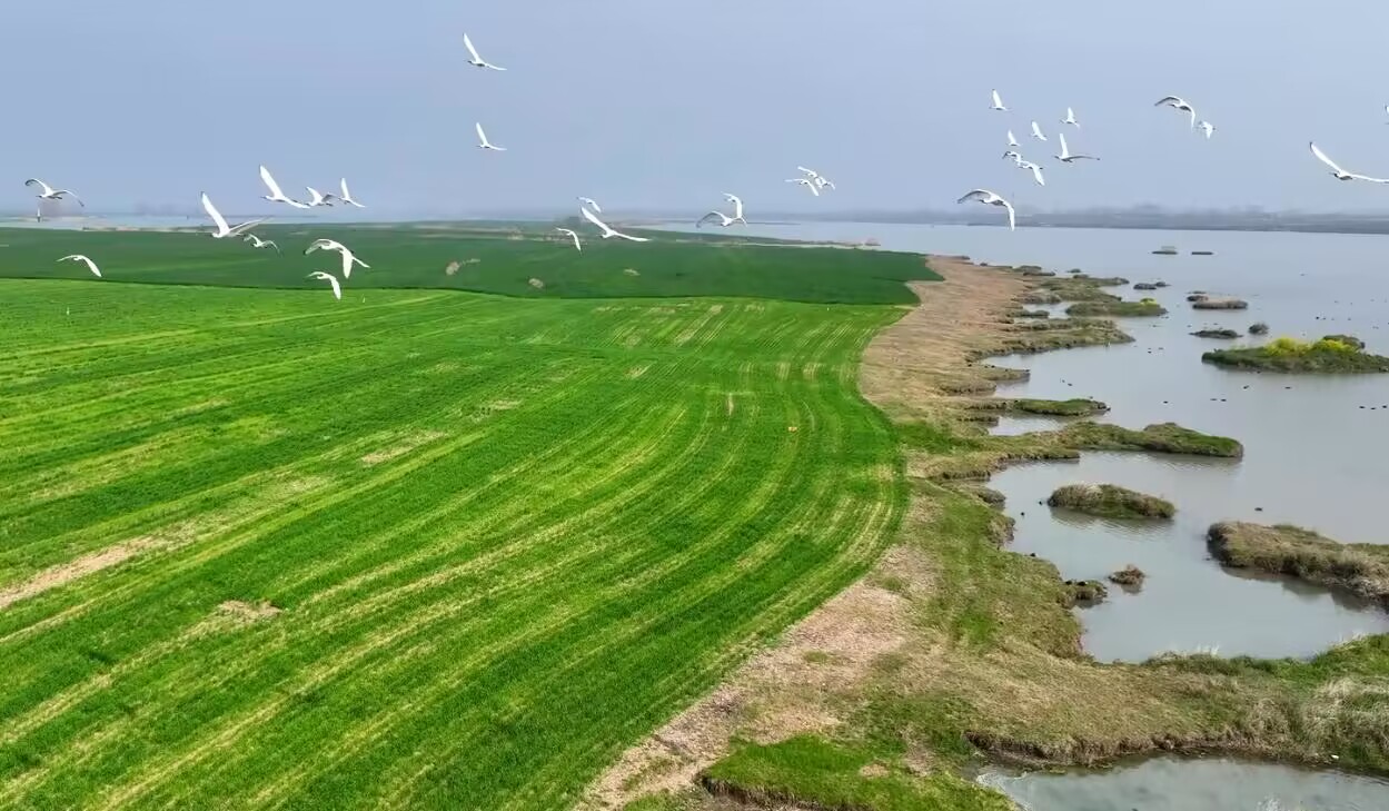 春風送暖候鳥歸 自然濕地美如畫