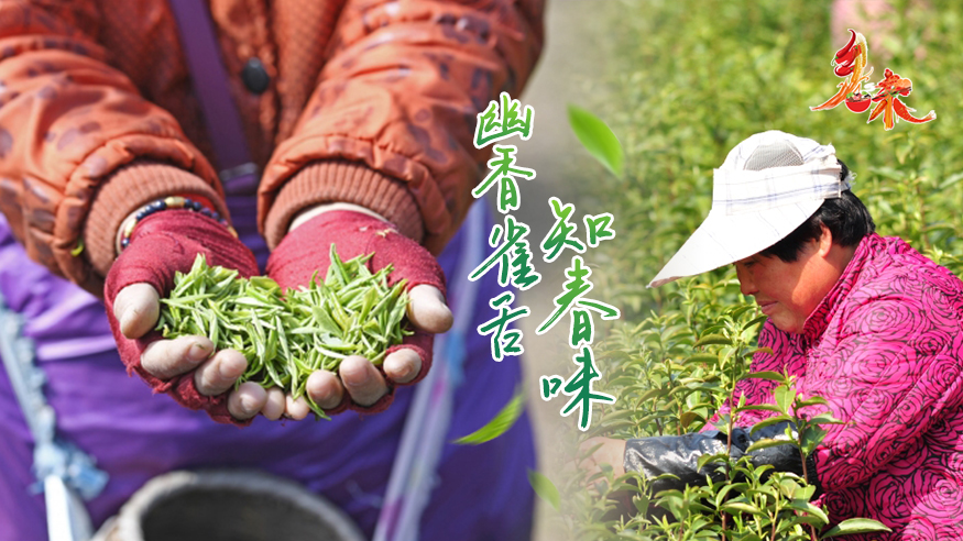 鄉味|幽香雀舌知春味