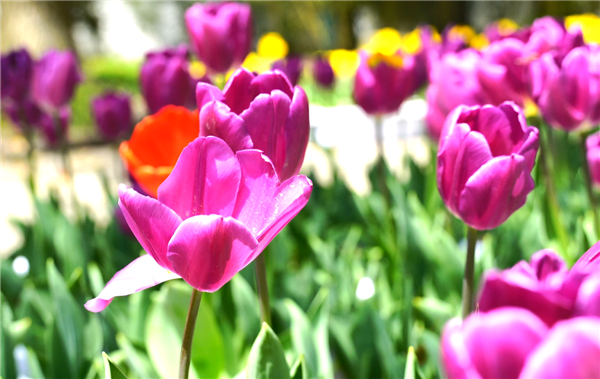 綠博春深花滿園 優雅最是郁金香