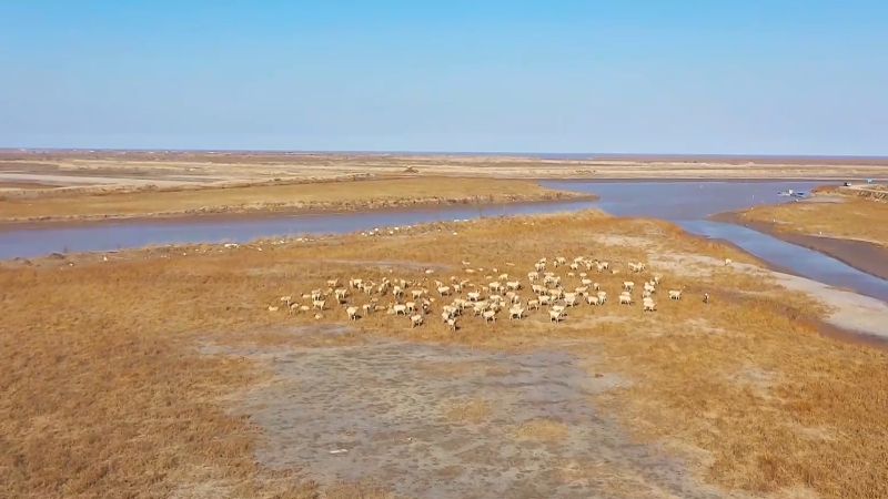 江蘇東臺條子泥濕地：構建萬物和諧共生新景觀