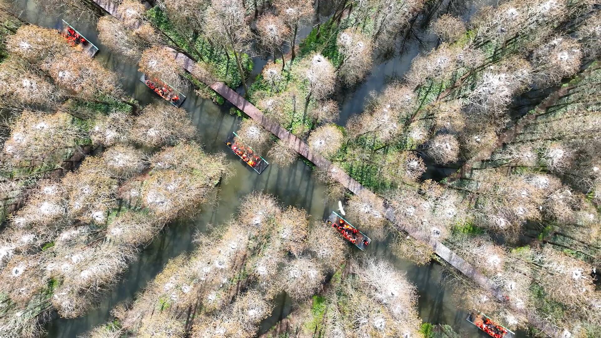 大美濕地春意濃 水上森林生態美