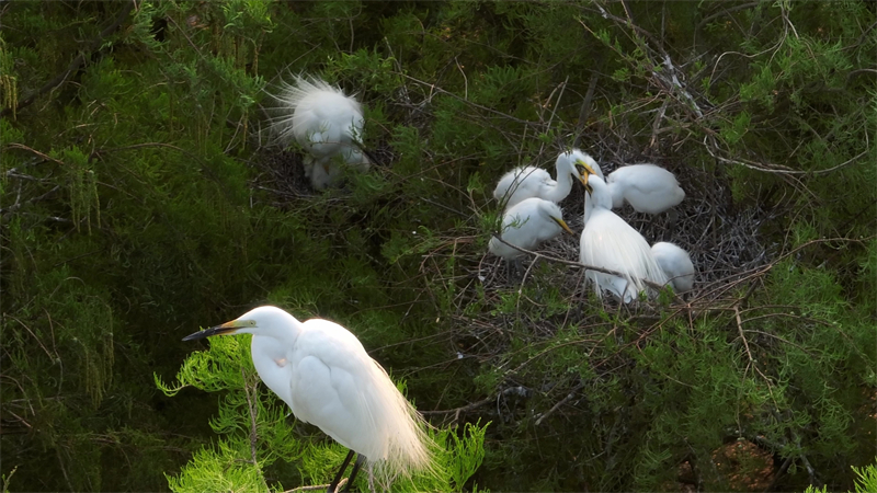 鄉村濕地生態美 鷺鳥翩躚“度夏”來