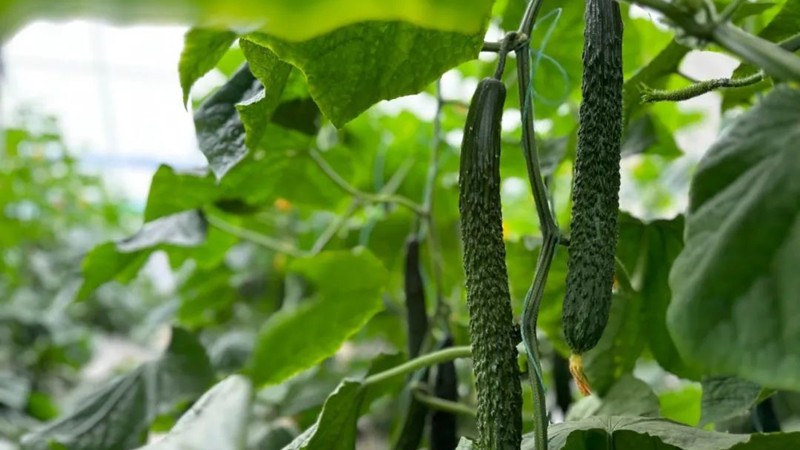 鄉味|江蘇淮安：黃瓜致富 領“鮮”一步