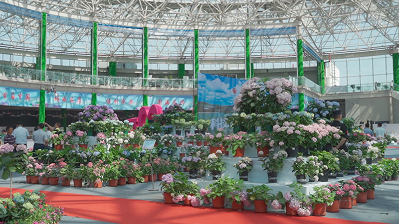 花團錦簇！一起來看繡球花海