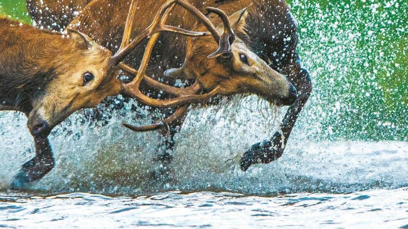 鹿王爭霸！呦呦鹿鳴響徹黃海濕地